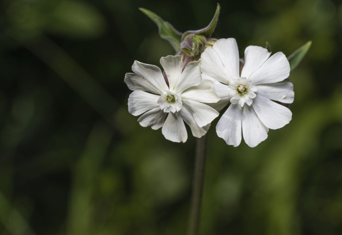 White Campion