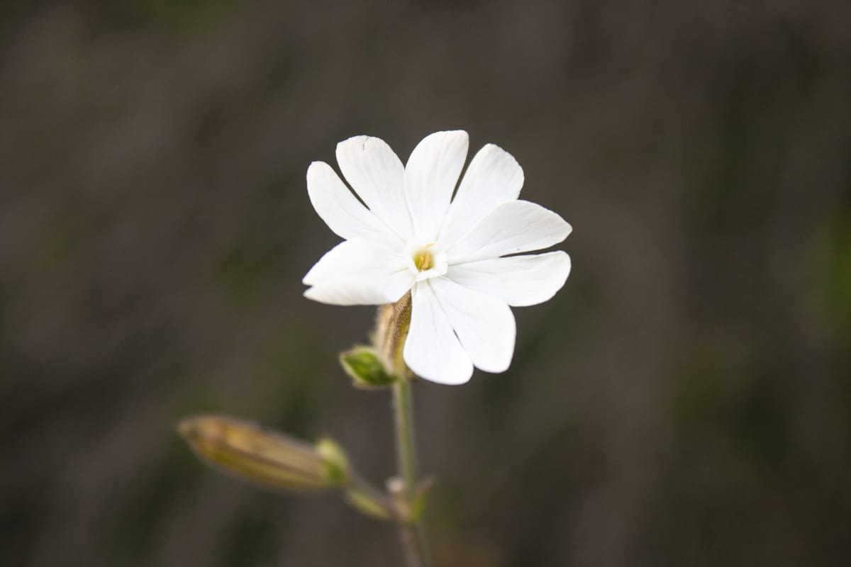 White Campion