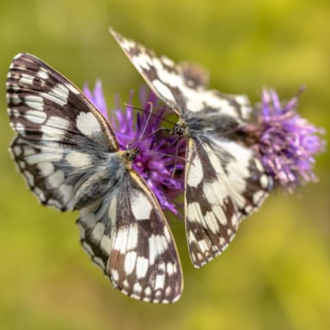 Butterfly Mix Wildflower Seeds