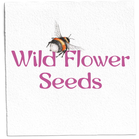 Wild Flower Seeds